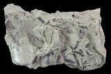 Plate Of Silurian Fossil Algae (Leveillites) - Estonia #91902-1